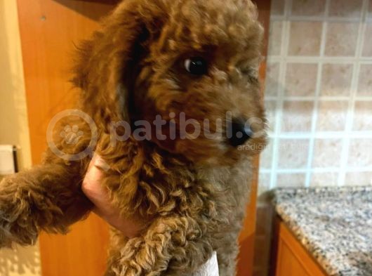 İstanbul Orijinal Red Toy Poodle görsel