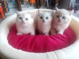 British Shorthair Gold Ve Silver Yavrularım