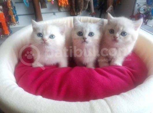 British Shorthair Gold Ve Silver Yavrularım görsel