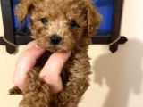 İstanbul Minik Mikro Prens Poodle