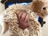 İstanbul Toy Poodle