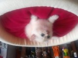 British Shorthair Gold Ve Silver Yavrularım