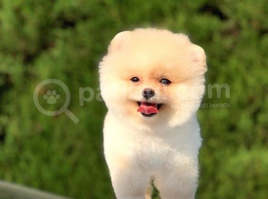 Safkan Pomeranian Yavrularımız
