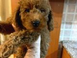 İstanbul Orijinal Red Toy Poodle