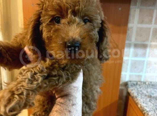 İstanbul Orijinal Red Toy Poodle görsel