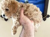 İstanbul Toy Poodle