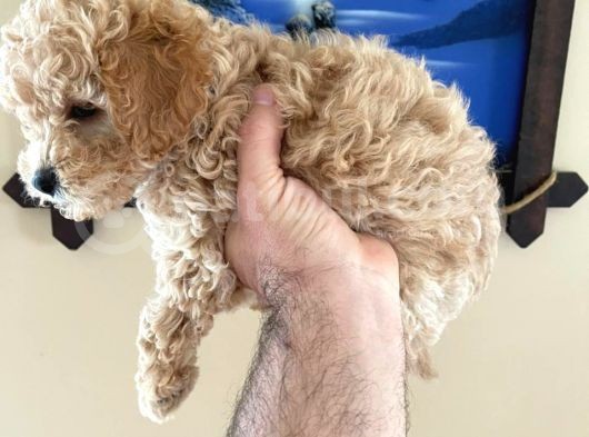 İstanbul Toy Poodle görsel
