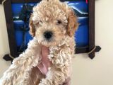 İstanbul Toy Poodle