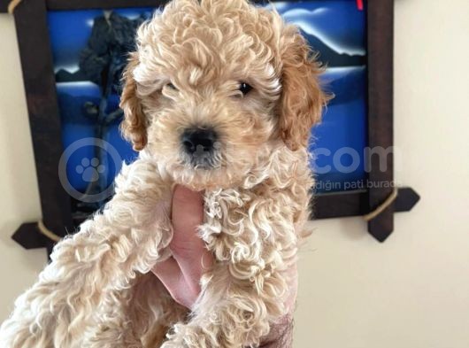 İstanbul Toy Poodle görsel