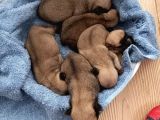Orji̇nal Safkan Pug Mops Yavrulari