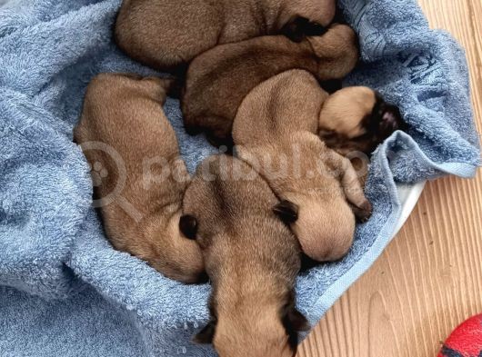 Orji̇nal Safkan Pug Mops Yavrulari görsel