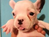 İstanbul Veteri̇ner Kontrollü Frennch Bulldog Bebek