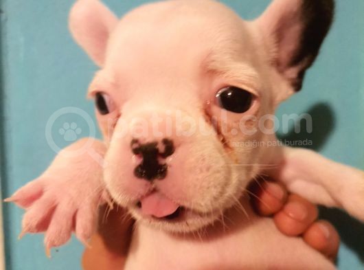 İstanbul Veteri̇ner Kontrollü Frennch Bulldog Bebek görsel