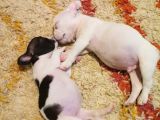 İstanbul Veteri̇ner Kontrollü Frennch Bulldog Bebek