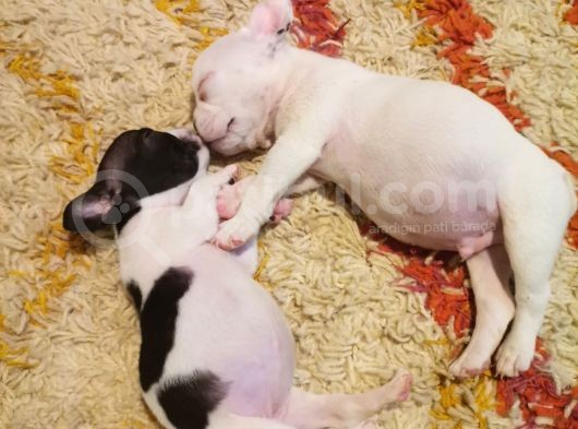 İstanbul Veteri̇ner Kontrollü Frennch Bulldog Bebek görsel