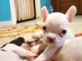 İstanbul Veteri̇ner Kontrollü Frennch Bulldog Bebek