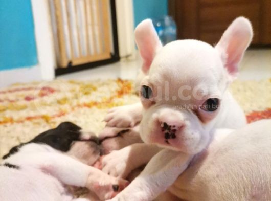 İstanbul Veteri̇ner Kontrollü Frennch Bulldog Bebek görsel