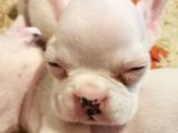 İstanbul Veteri̇ner Kontrollü Frennch Bulldog Bebek