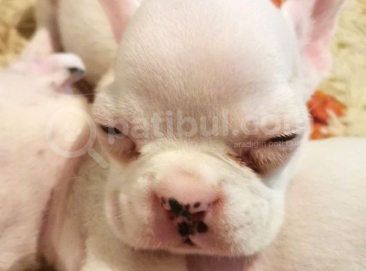 İstanbul Veteri̇ner Kontrollü Frennch Bulldog Bebek görsel