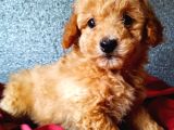 Toy Poodle Yavrumuz