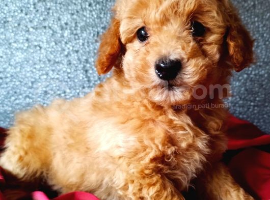 Toy Poodle Yavrumuz
