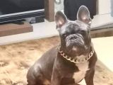 İstanbul Veteri̇ner Kontrollü Frennch Bulldog Bebek