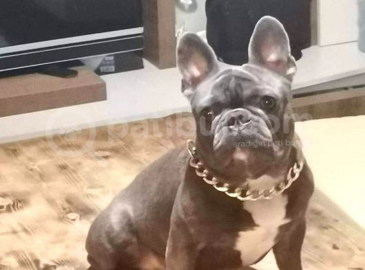 İstanbul Veteri̇ner Kontrollü Frennch Bulldog Bebek
