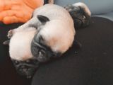 Orji̇nal Safkan Pug Mops Yavrulari