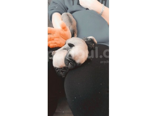 Orji̇nal Safkan Pug Mops Yavrulari görsel