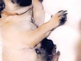 Orji̇nal Safkan Pug Mops Yavrulari