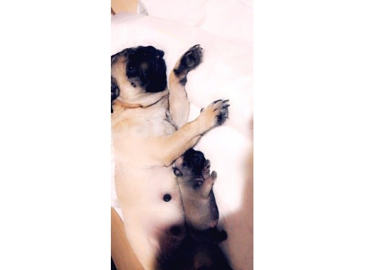 Orji̇nal Safkan Pug Mops Yavrulari