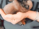 Orji̇nal Safkan Pug Mops Yavrulari