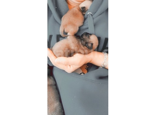 Orji̇nal Safkan Pug Mops Yavrulari görsel