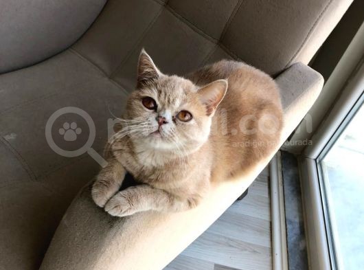 15 Aylik Li̇lac Exoti̇c Shorthai̇r Kehri̇bar Gözlü