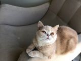 15 Aylik Li̇lac Exoti̇c Shorthai̇r Kehri̇bar Gözlü