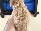 İstanbul Toy Poodle