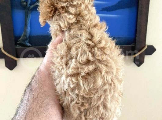 İstanbul Toy Poodle görsel