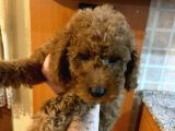 İstanbul Orijinal Red Toy Poodle