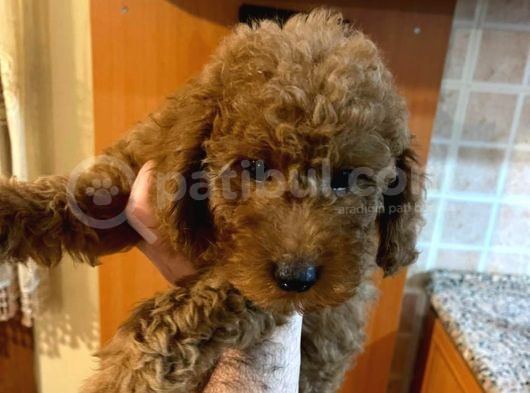 İstanbul Orijinal Red Toy Poodle görsel