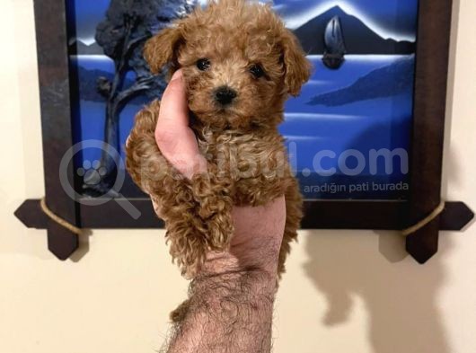 İstanbul Minik Mikro Prens Poodle görsel