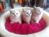 British Shorthair Gold Ve Silver Yavrularım