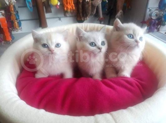 British Shorthair Gold Ve Silver Yavrularım görsel