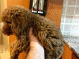 İstanbul Orijinal Red Toy Poodle