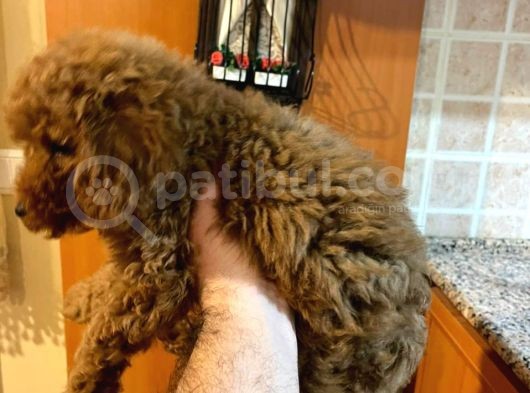 İstanbul Orijinal Red Toy Poodle görsel