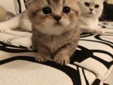 Ankara Golden Tabby British Shorthair ve Scottish Fold Yavrular