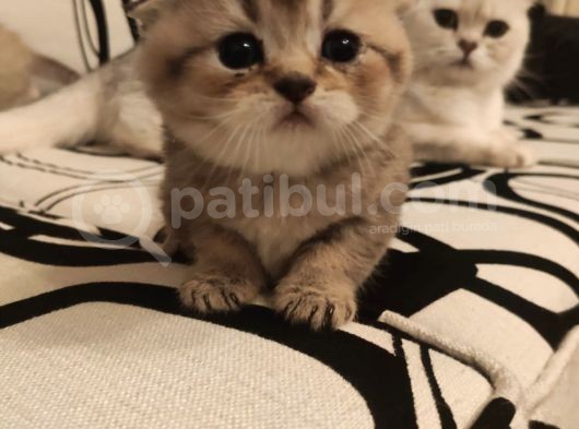 Ankara Golden Tabby British Shorthair Ve Scottish Fold Yavrular
