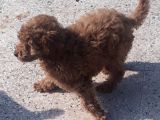 İzmir 4 Aylık Erkek Toy Poodle