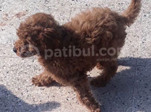 İzmir 4 Aylık Erkek Toy Poodle görsel