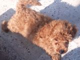 İzmir 4 Aylık Erkek Toy Poodle