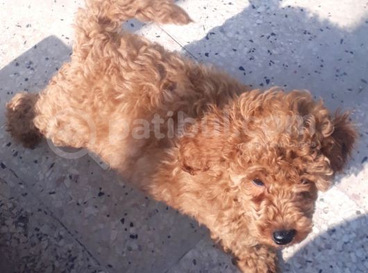 İzmir 4 Aylık Erkek Toy Poodle görsel